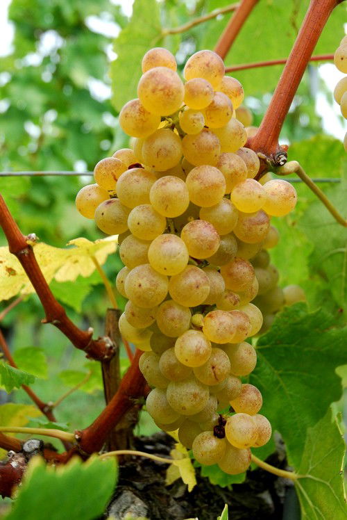 Chasselas