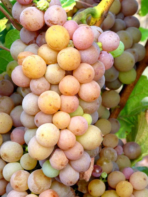 Pinot Gris