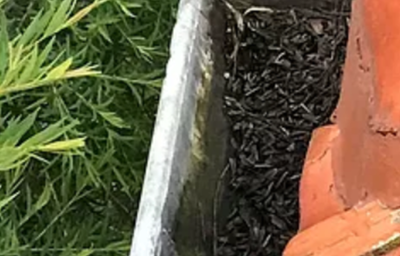 Gutter Replacement Brisbane