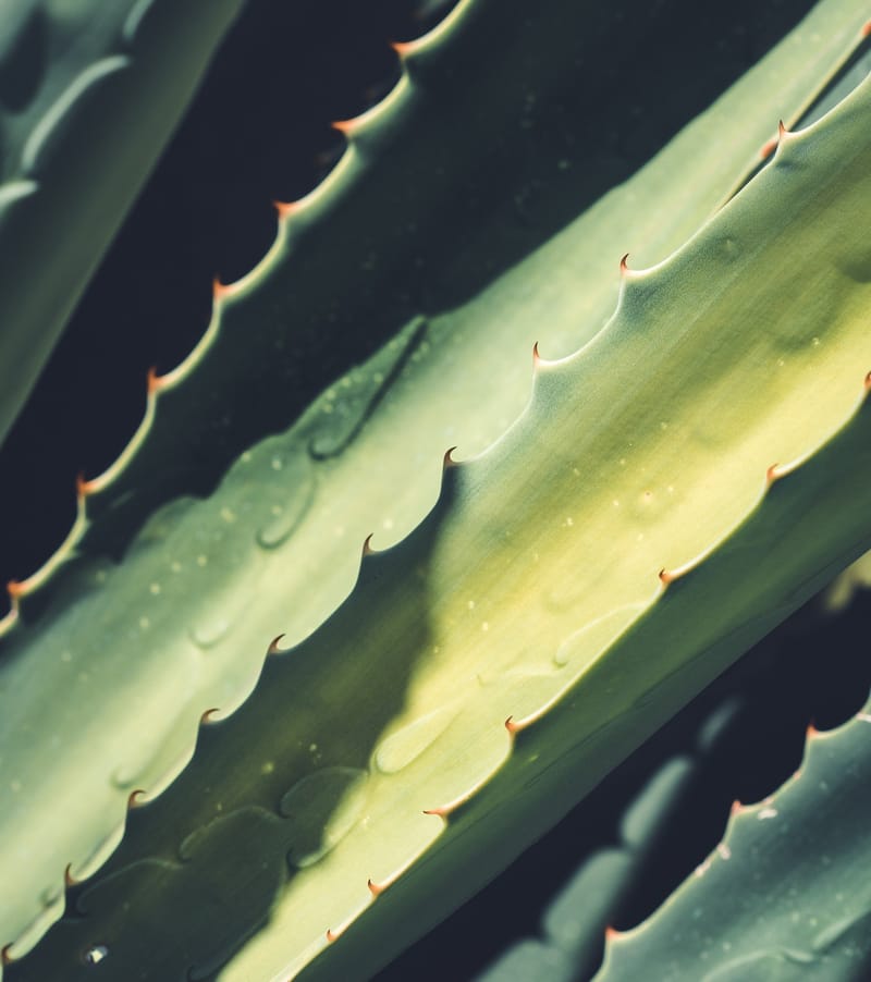 Free Webinar with Dr. Sasha Coleman, ND