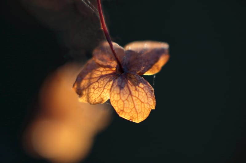 Nature Abstract Art Prints –Why Abstract Photography Is So Popular