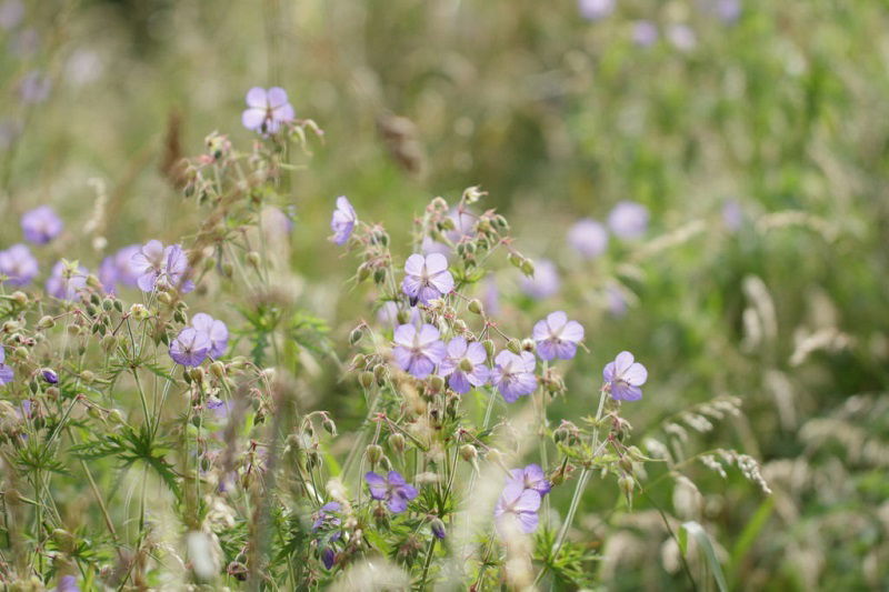 Nature Abstract Art Prints – Go Online And Order Today