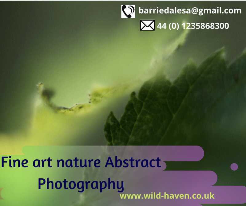 Fine Art Nature Abstract Photography – Why Abstract Photograph