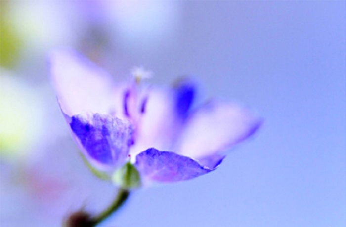 Why choose nature abstract art prints?