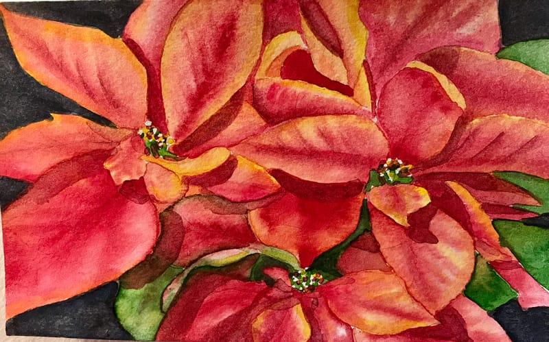 Poinsettia 2019