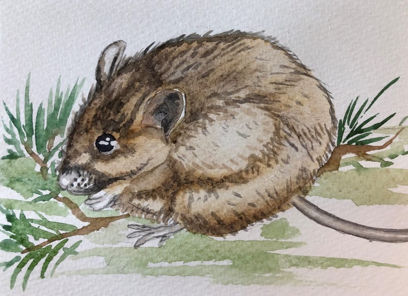 Year of the Mouse 2020