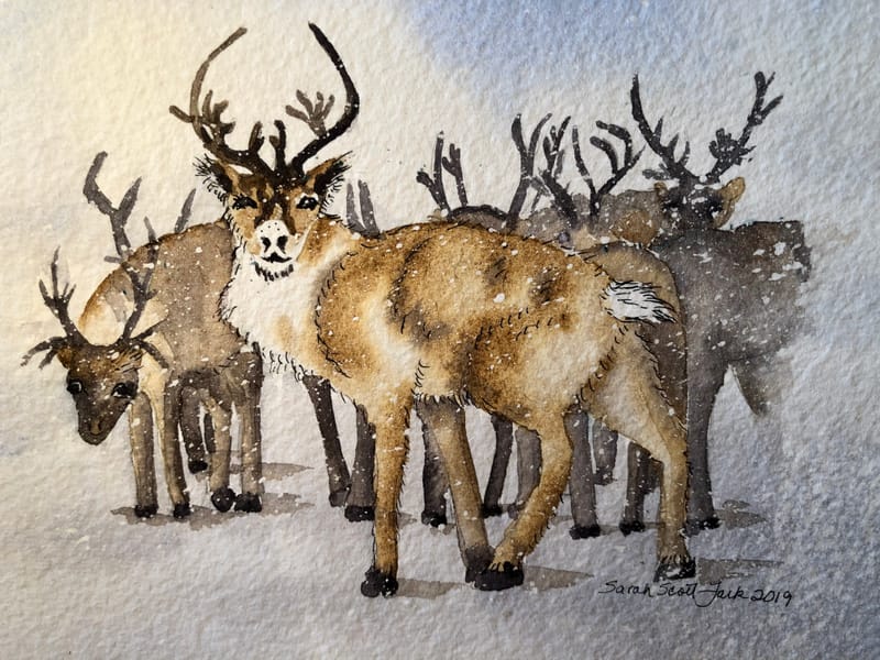 Reindeer in faraway, snowy, Finland.