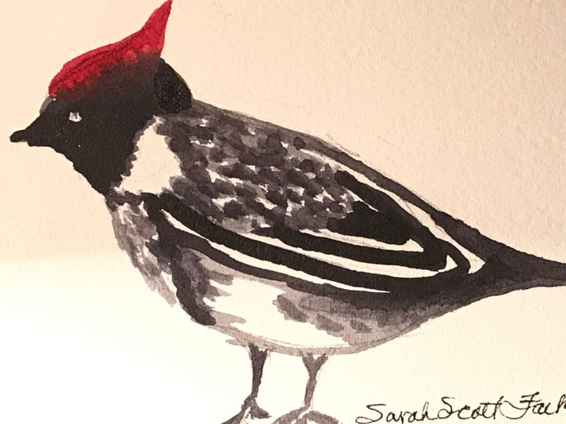 Red Crested Cardinal