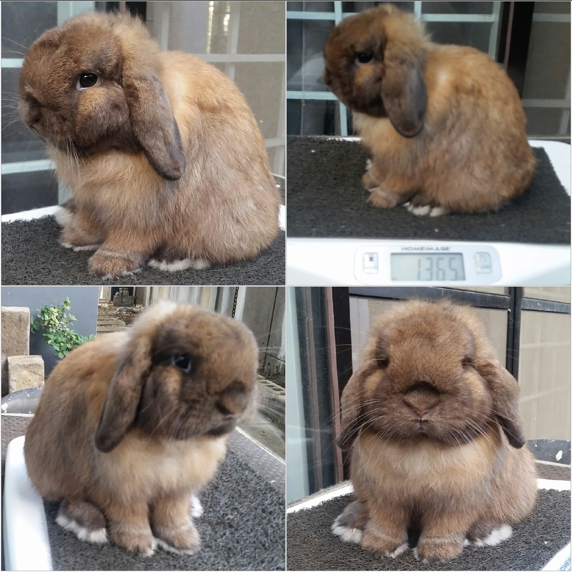 Holland lop price 5k up each depends in quality and age