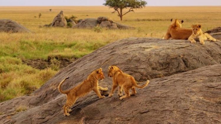 Serengeti National Park