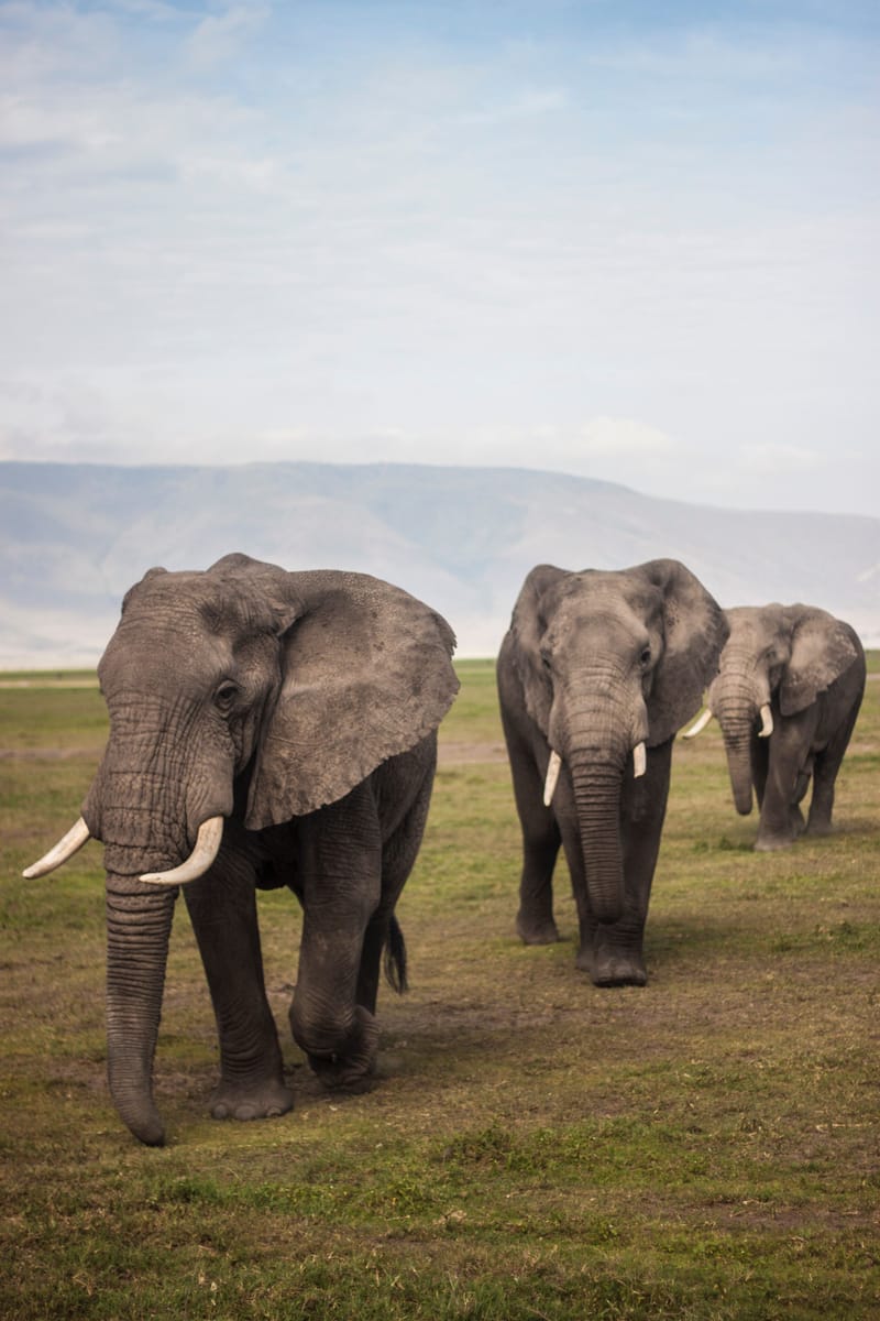 Ngorongoro Crater