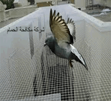 شركة مكافحة الحمام بجدة 0562207882 تركيب الأشواك شبك طارد حمام جده