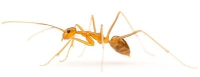 עקיצת נמלי אש