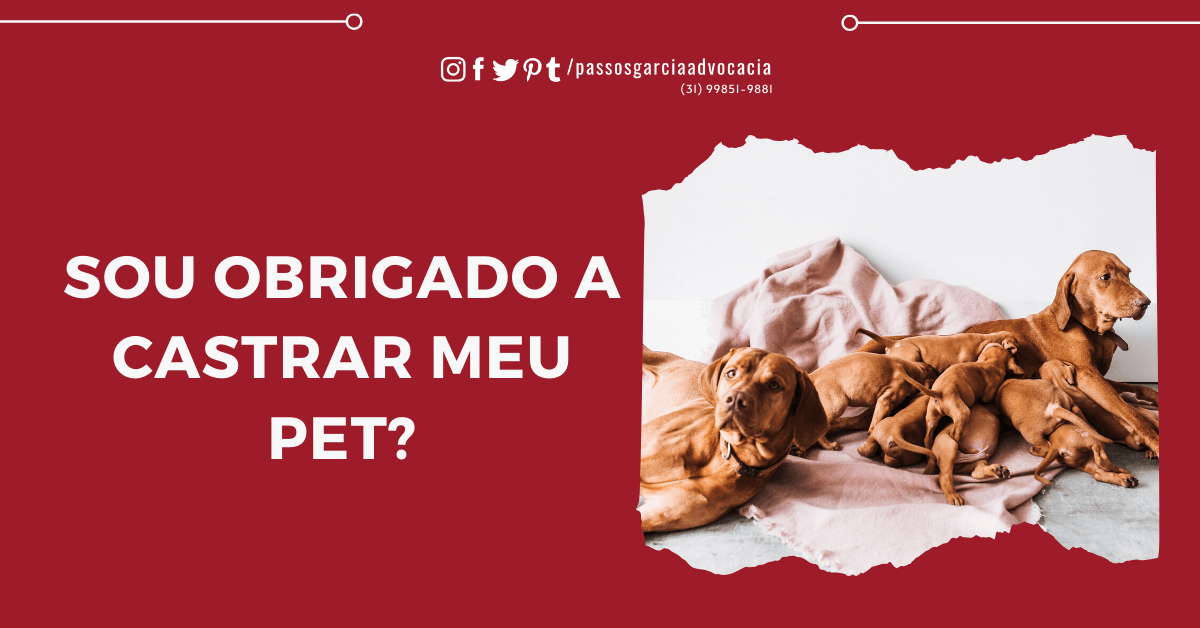 Obrigação de castração de animal doméstico