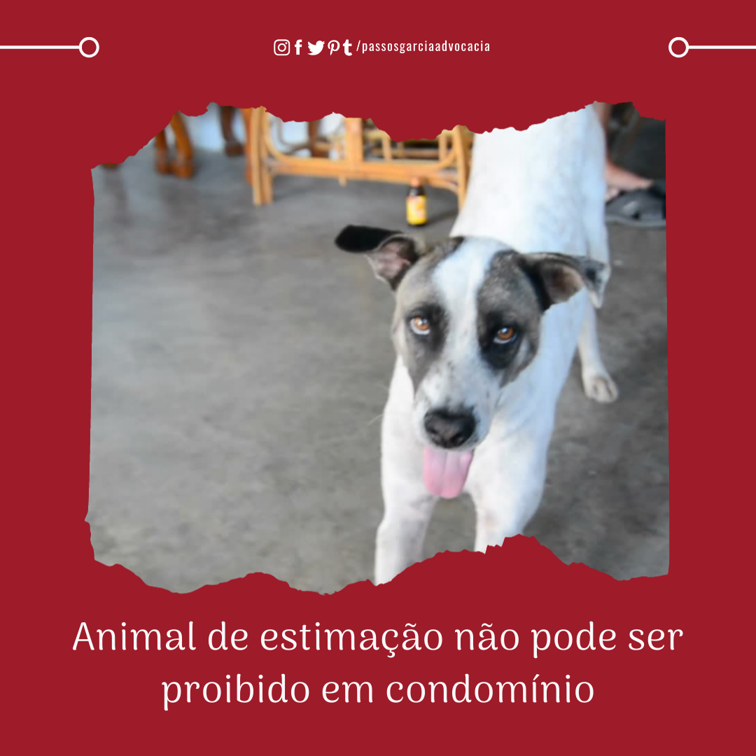 Condomínio não pode proibir animais de estimação! É lei...