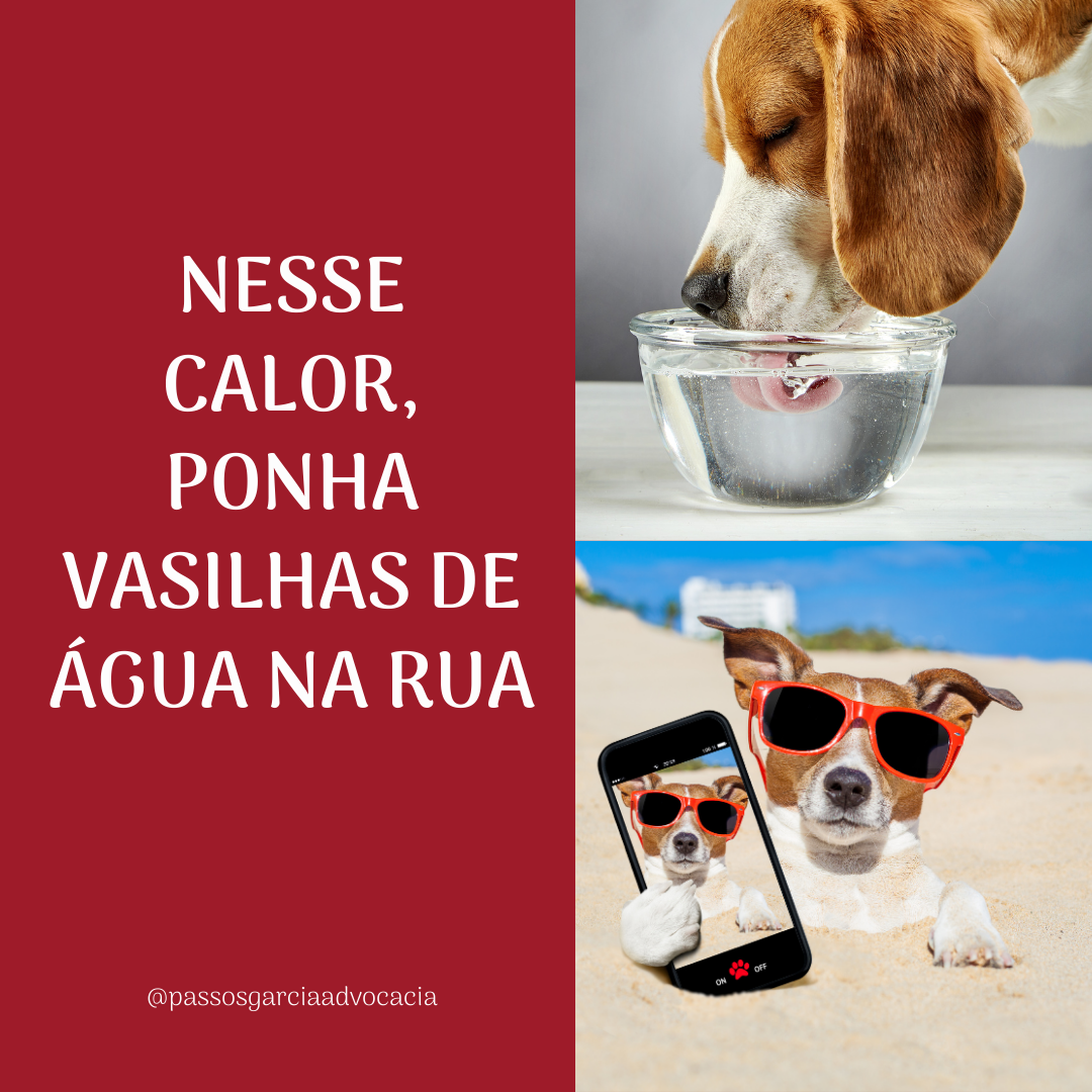 Coloque vasilhas com água na rua