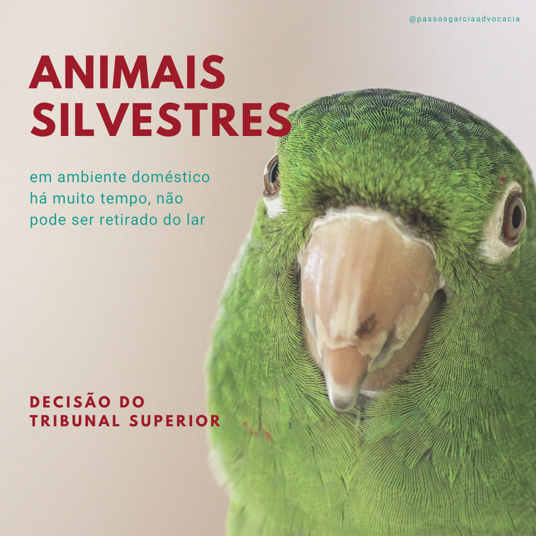 Animais silvestres em ambiente doméstico