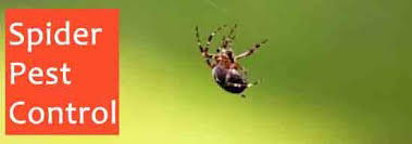 Diseases You Can Beat With Pest Control!