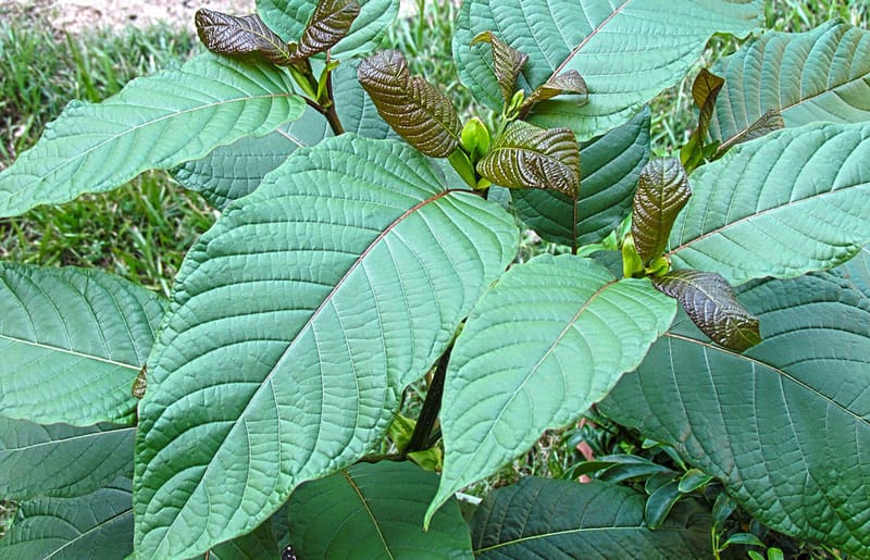 Best Health Benefits That We Get From Kratom