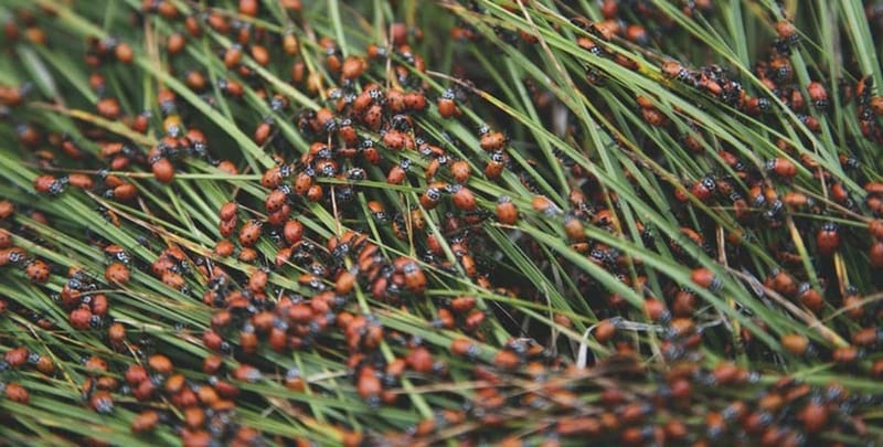 Quali sono i vantaggi della certificazione Iso 16636?