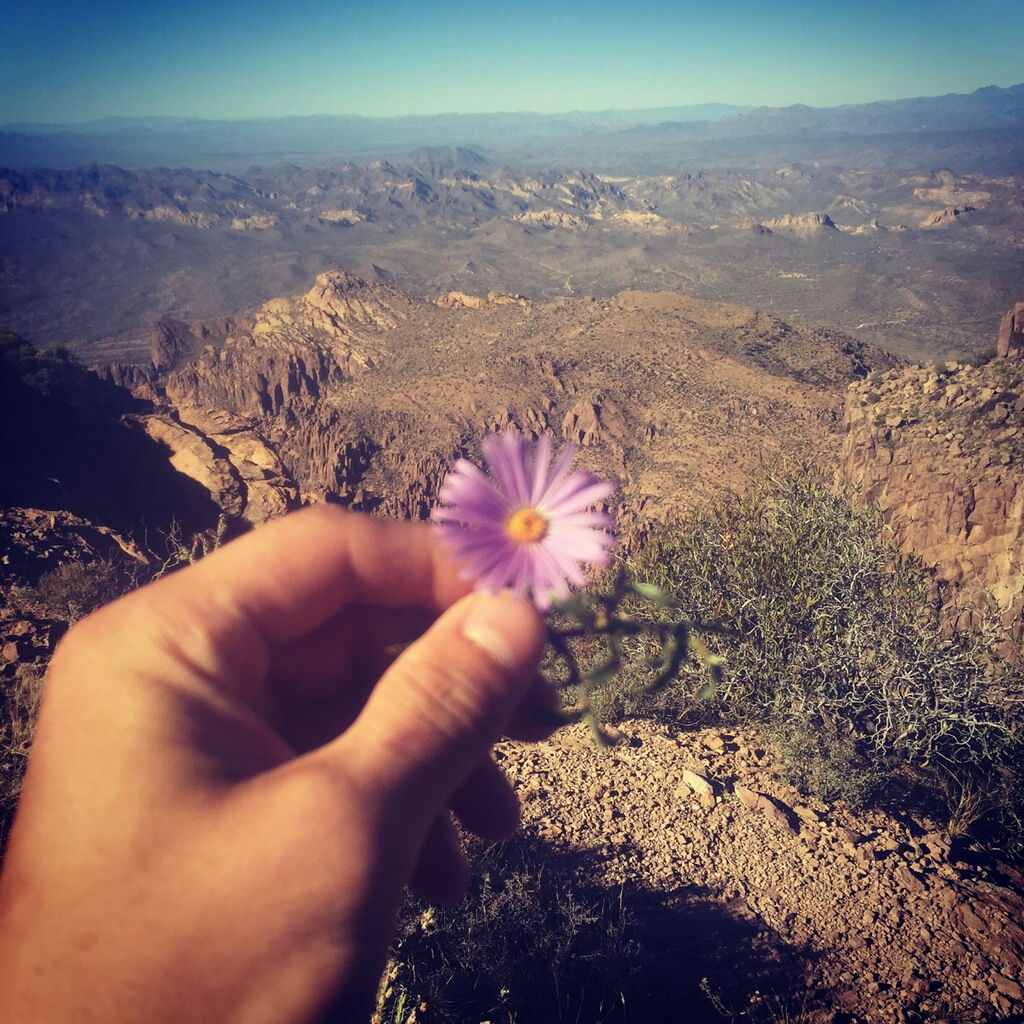 Desert Flower