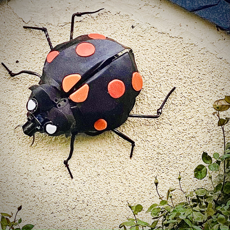 La coccinelle