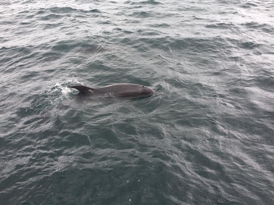 Bottlenose Dolphin Swimming Ban