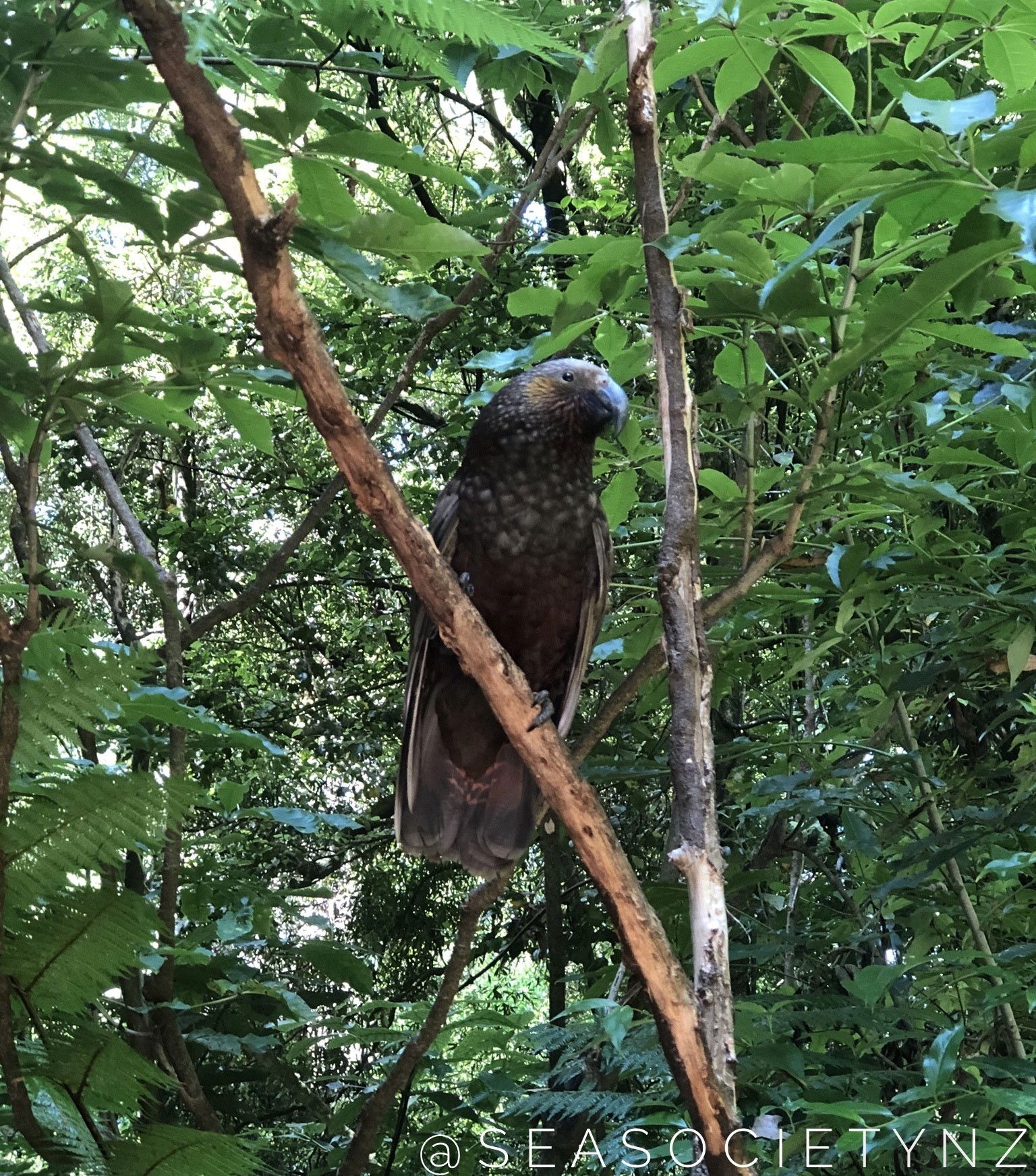 Kākā