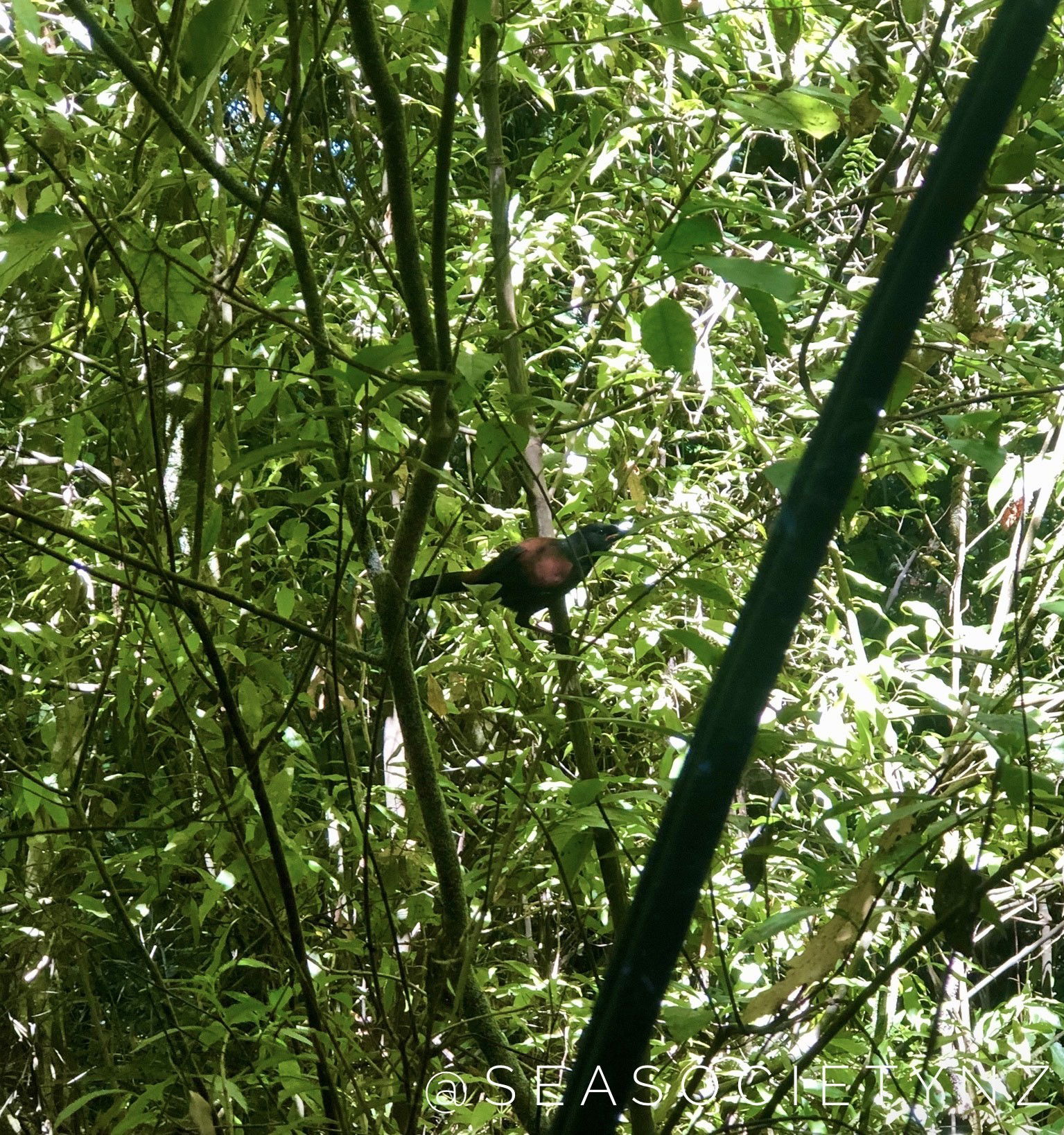 North Island Saddleback/Tīeke