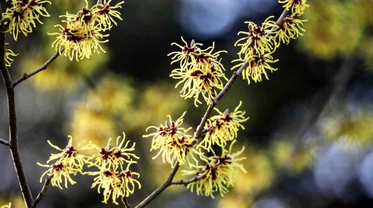 Wonderful Witchhazel