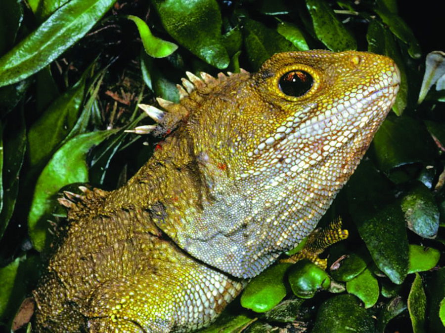 Two Tuatara Hatchlings