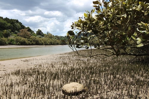 Mangroves