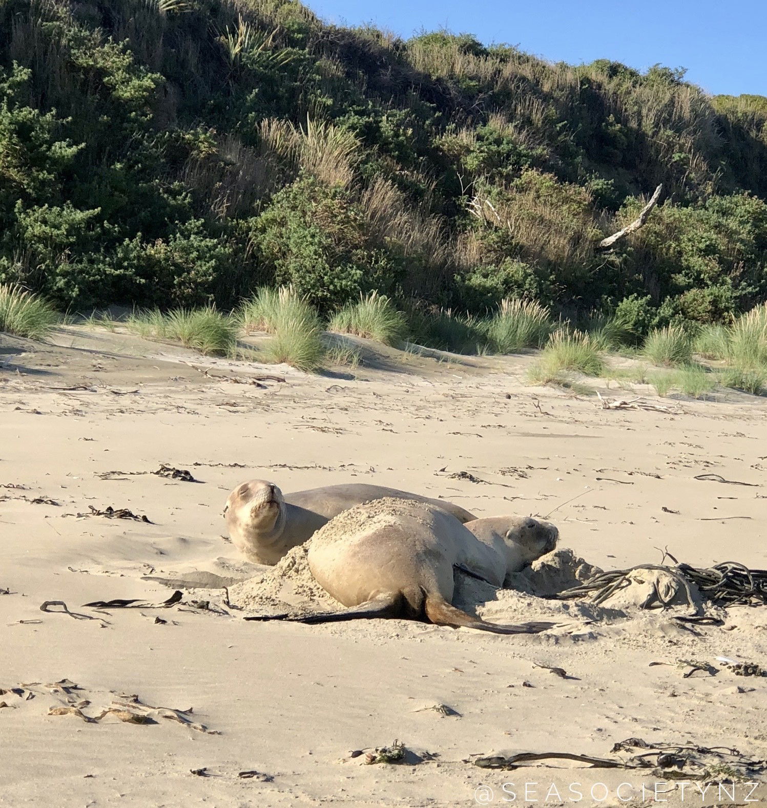 Sea Lions Returning To New Zealand