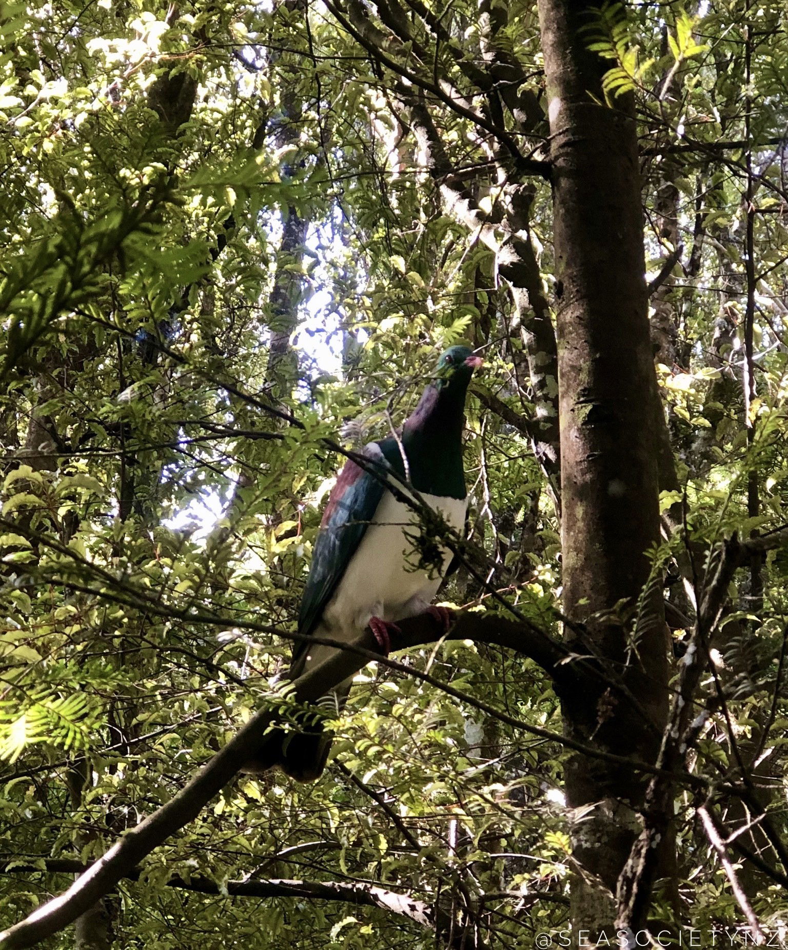 New Zealand Native Birds Are Thriving