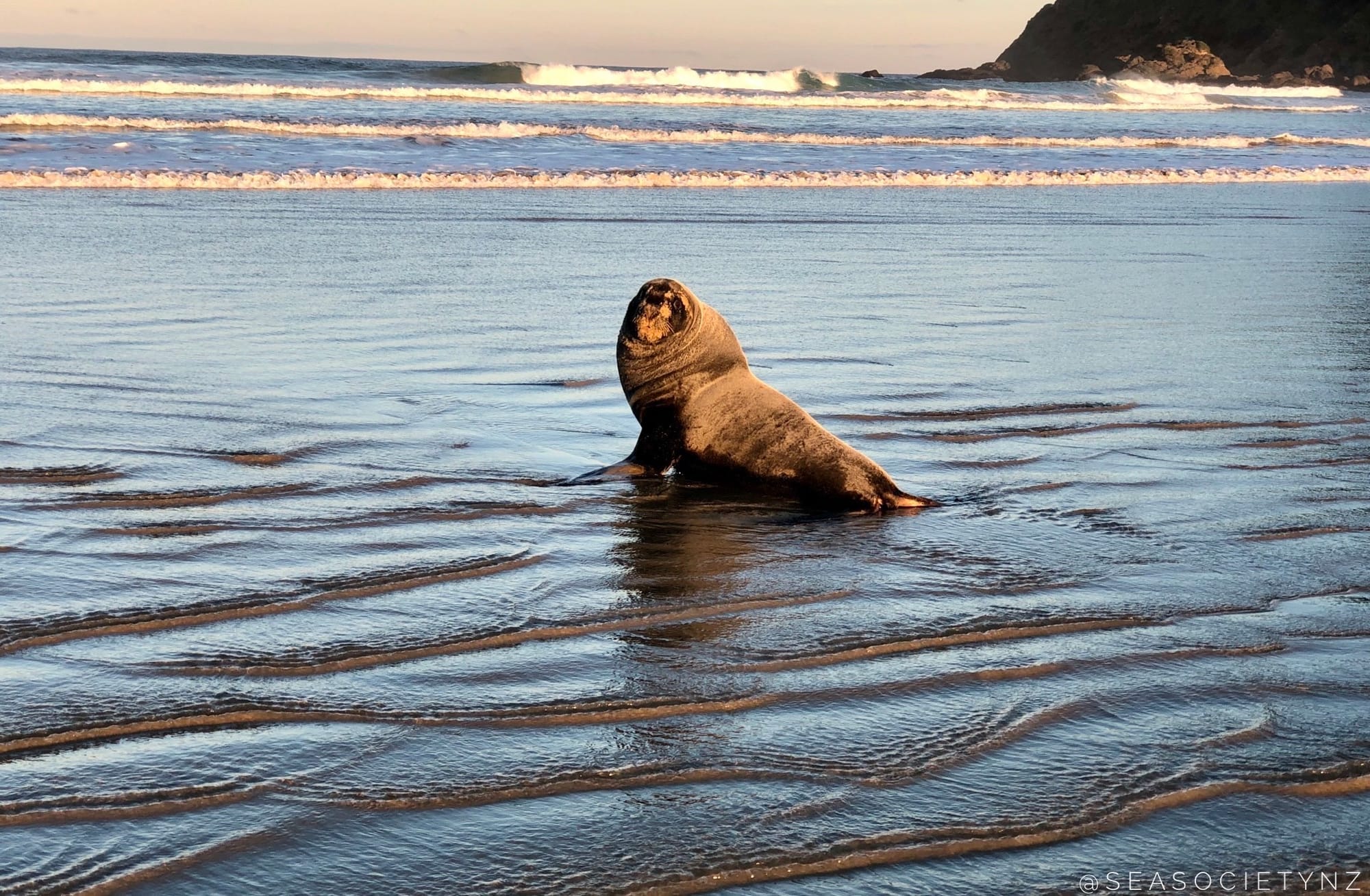 New Zealand Sea Lion