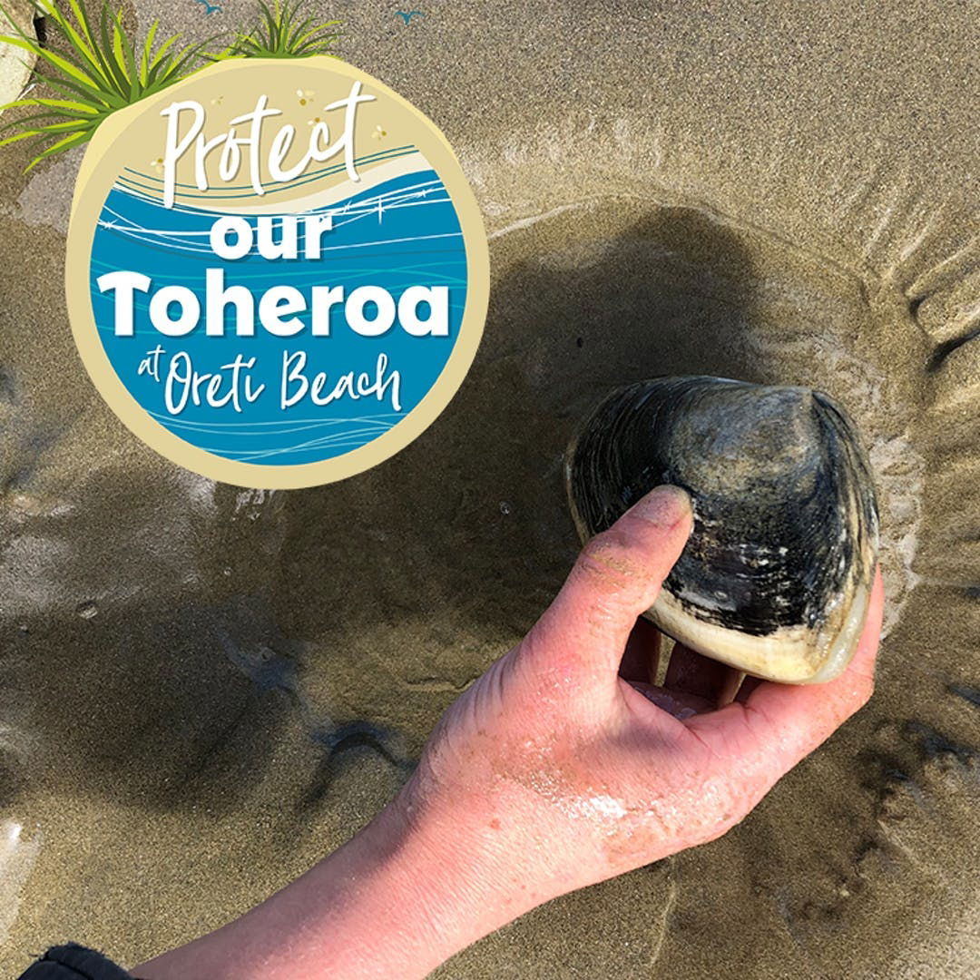 Protecting Oreti Beach's Toheroa