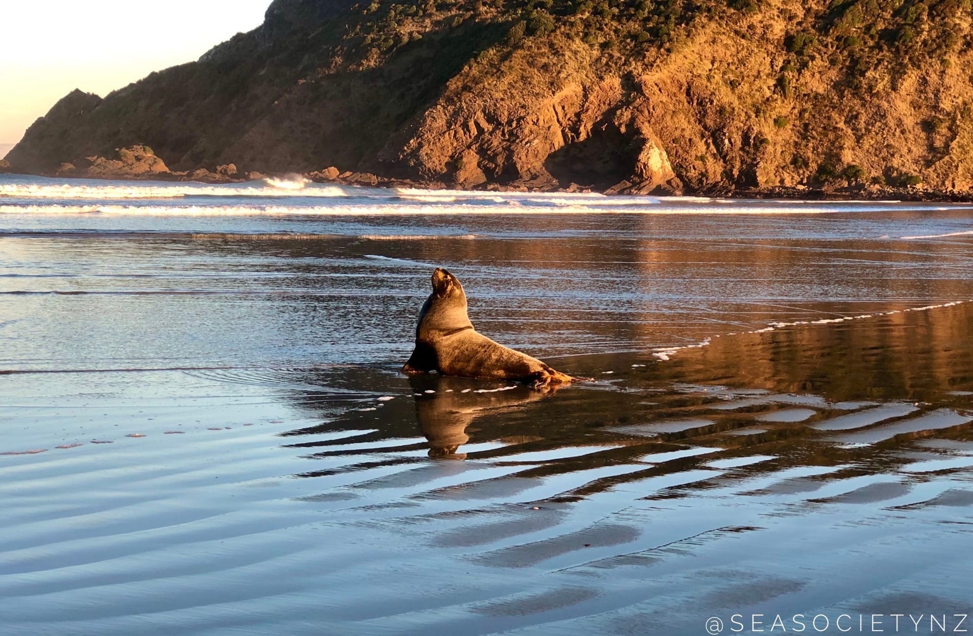 Protect New Zealand Sea Lion