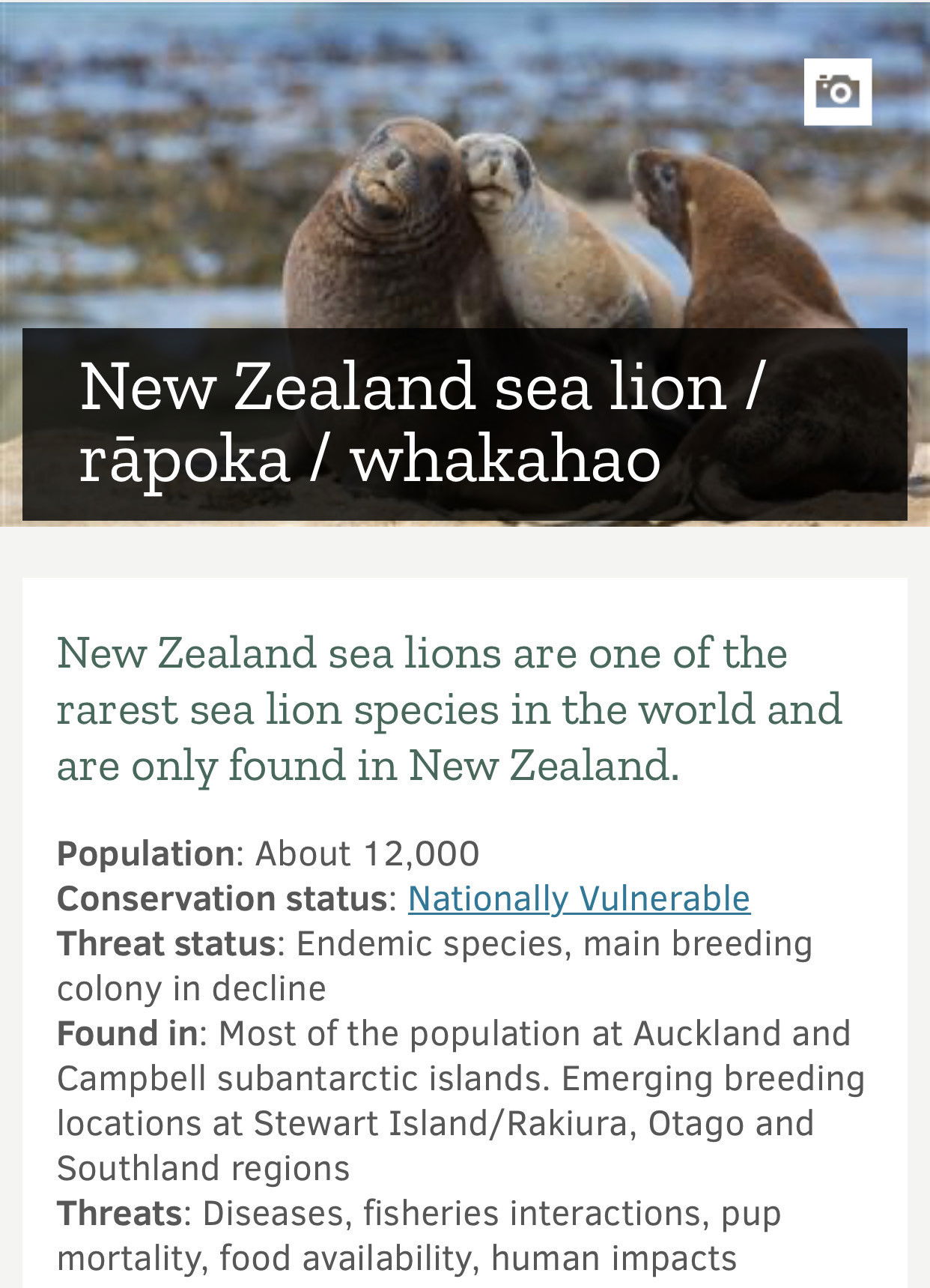 New Zealand Sea Lion Conservation Status