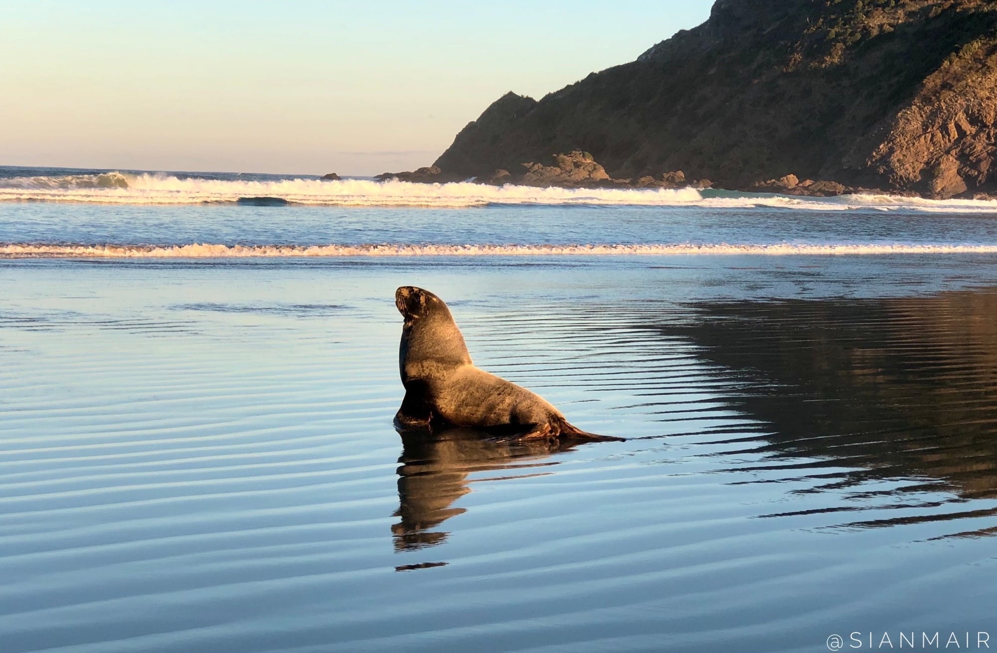 Six Reasons To Care About New Zealand Sea Lions