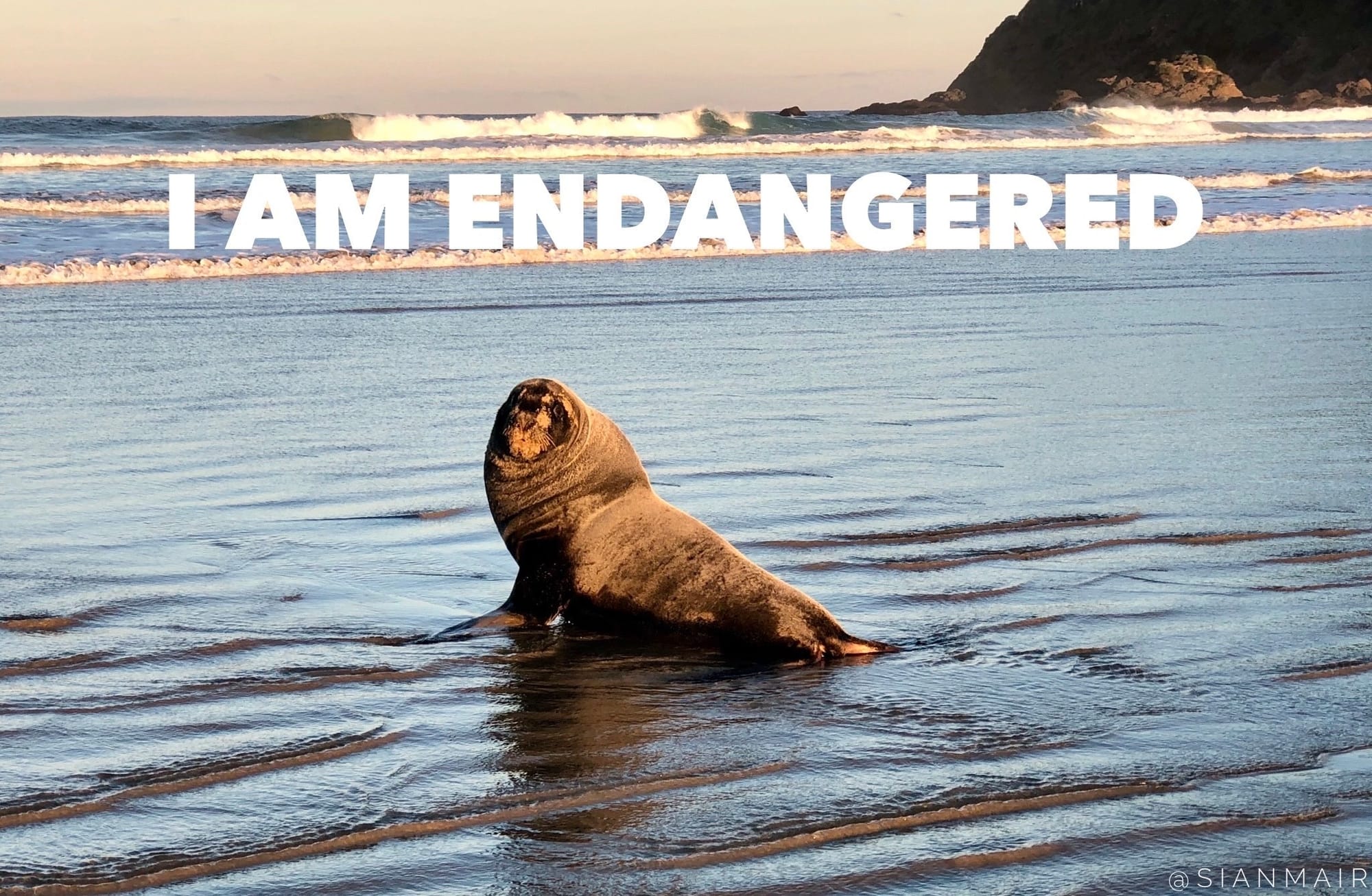 Threatened Indigenous Marine Mammals