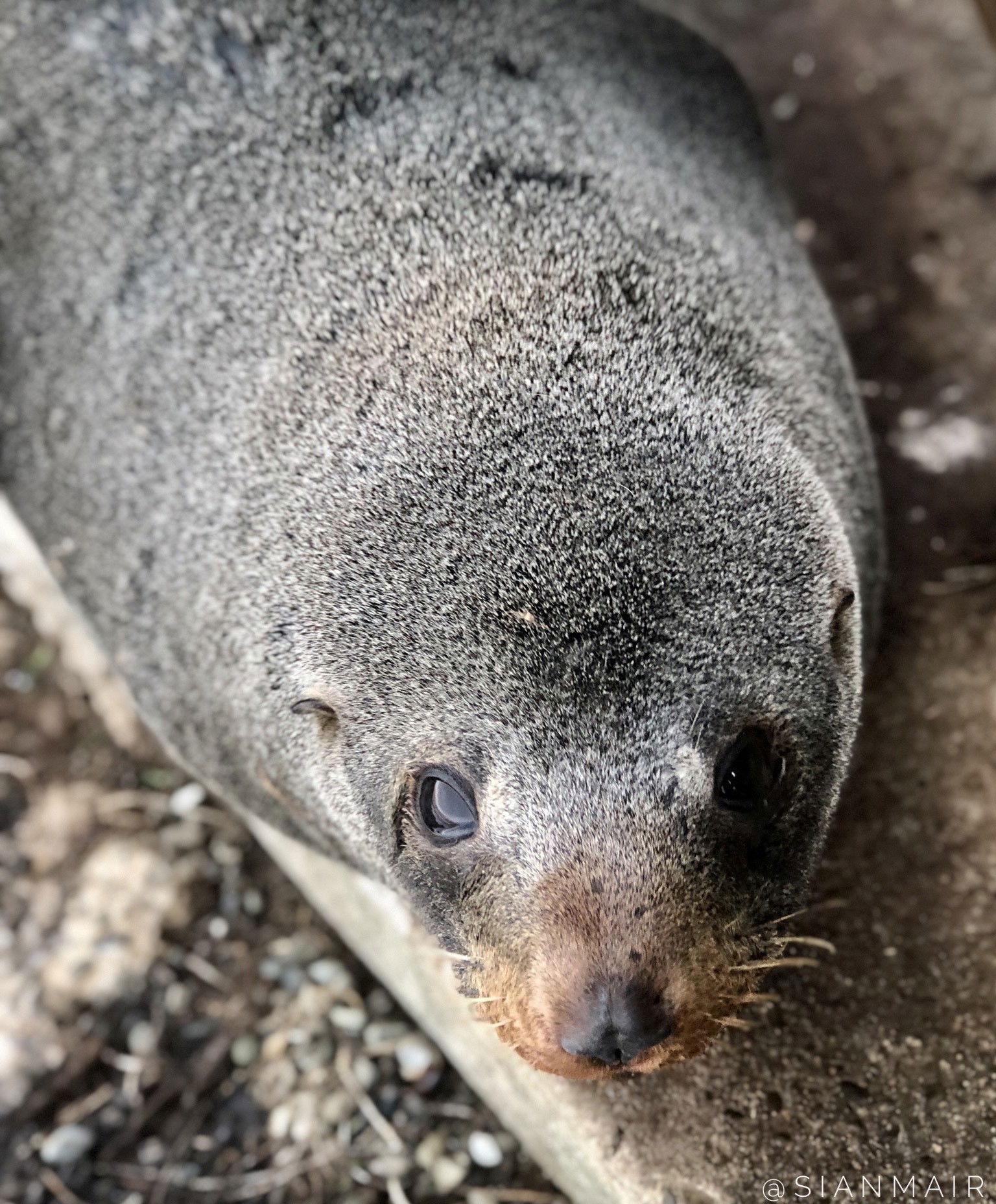 New Zealand Fur Seal/Kekeno