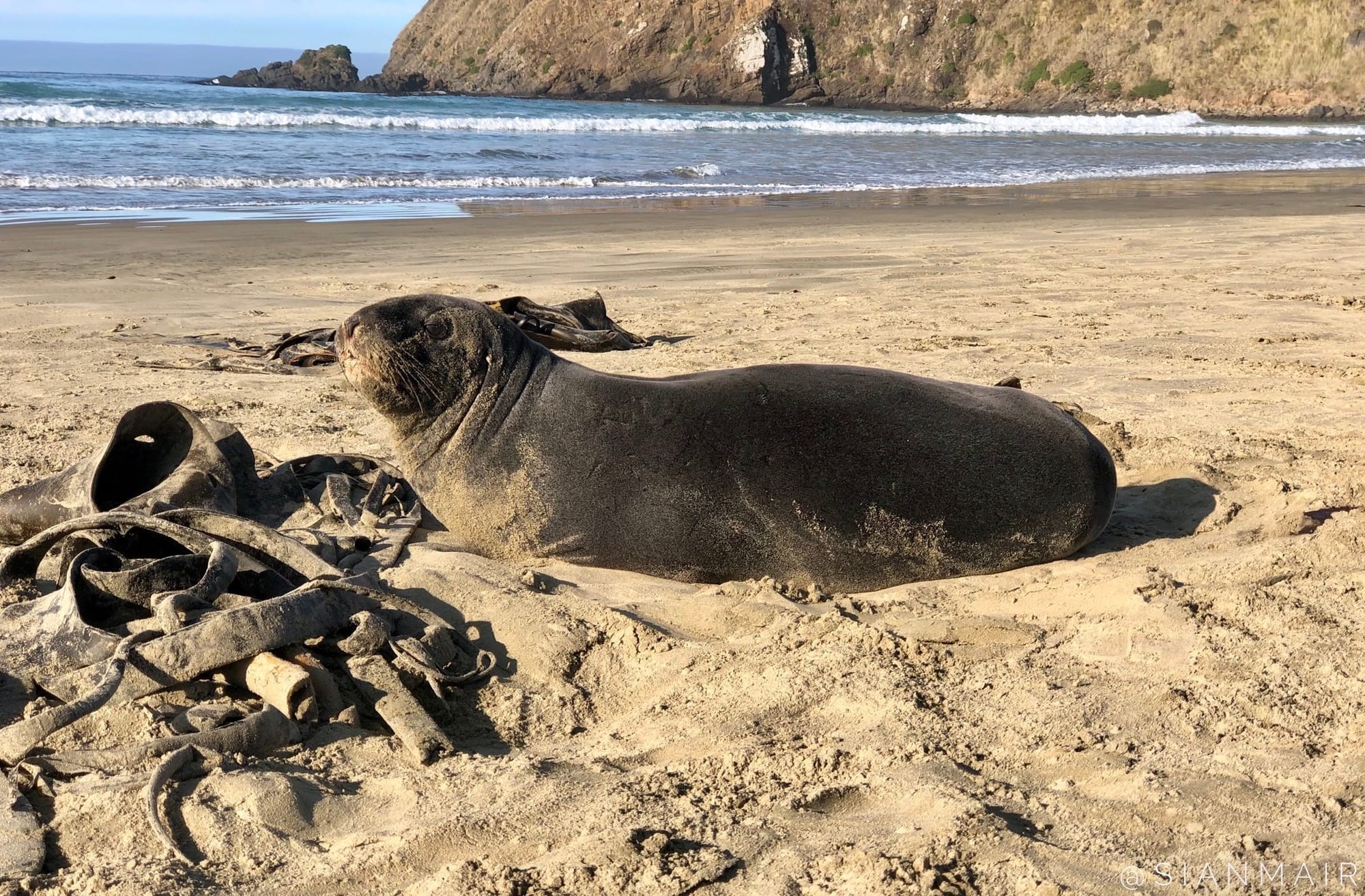 Safety Around Sea Lions