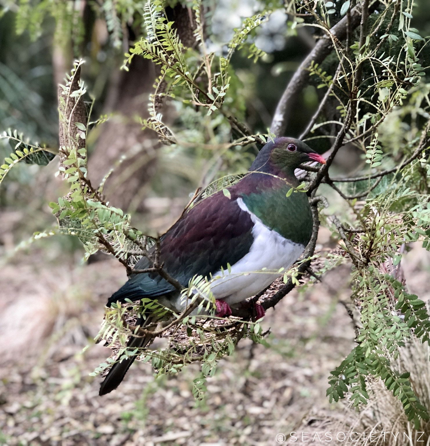 Kererū