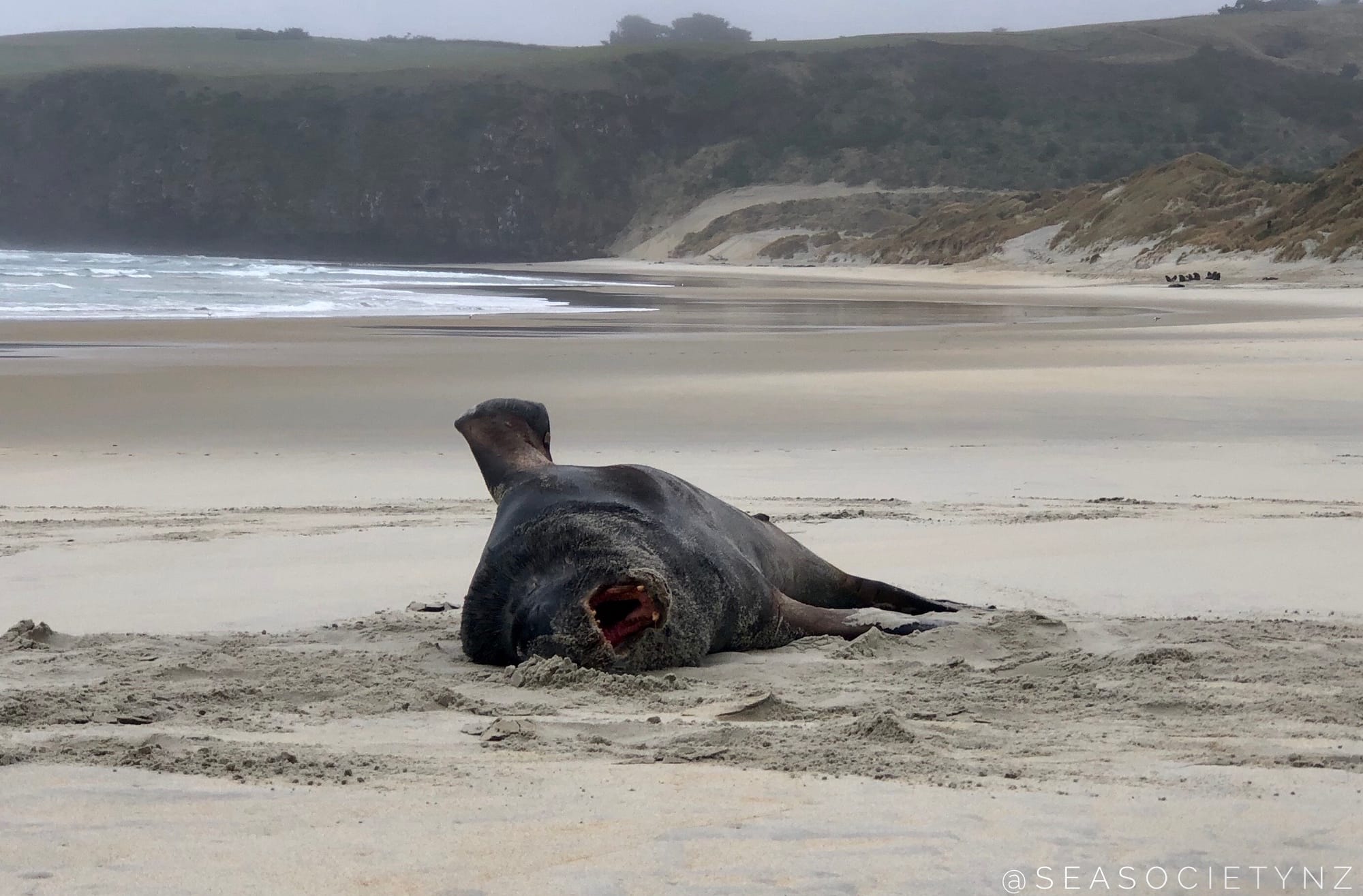 #ProtectNewZealandSeaLions