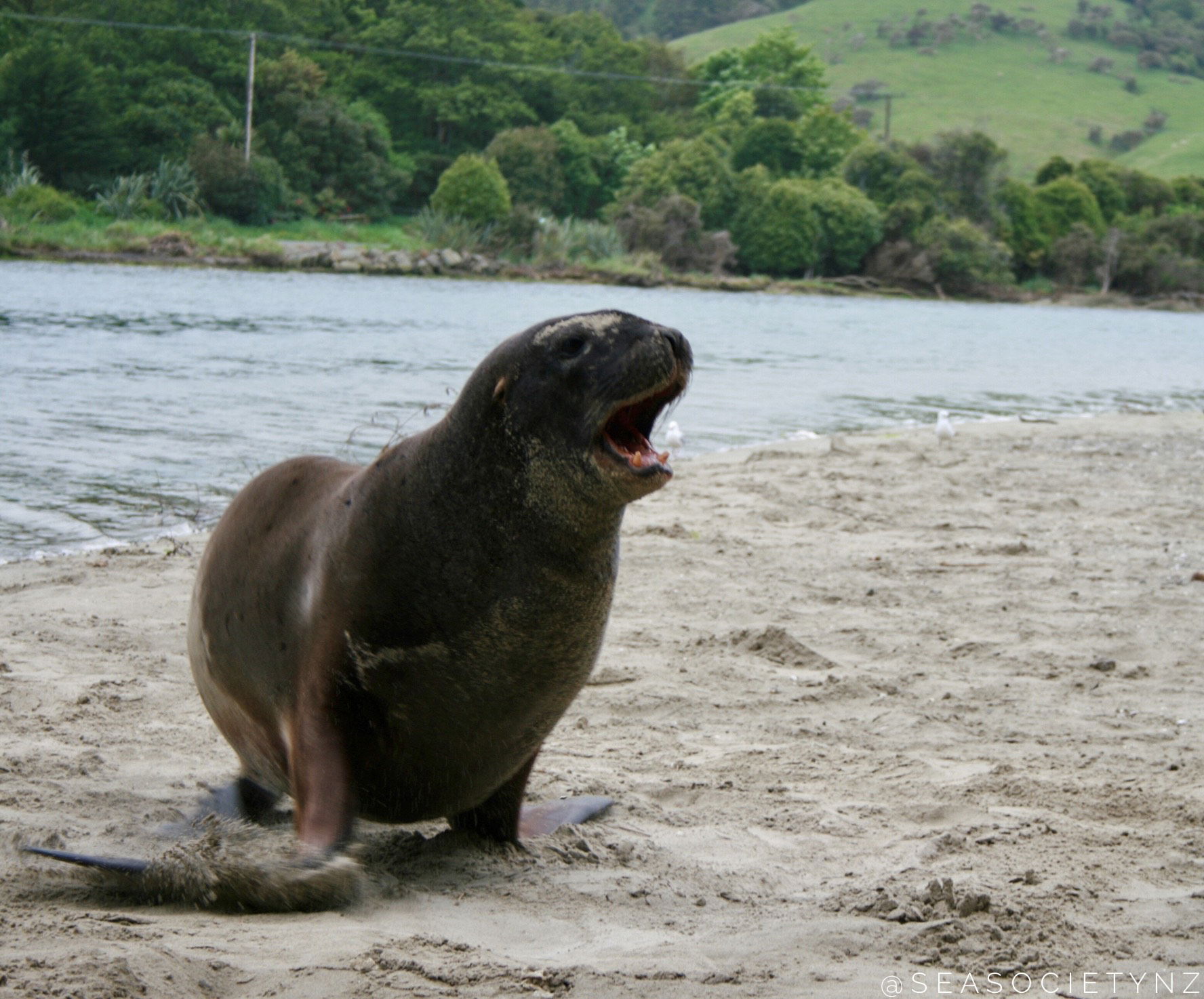 Sea Lions Vs Olympians