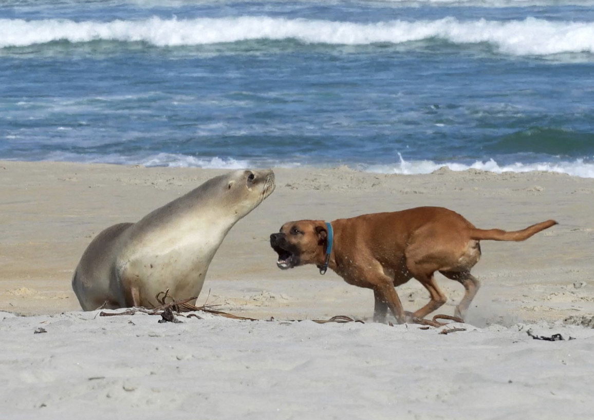 Safety Around Sea Lions