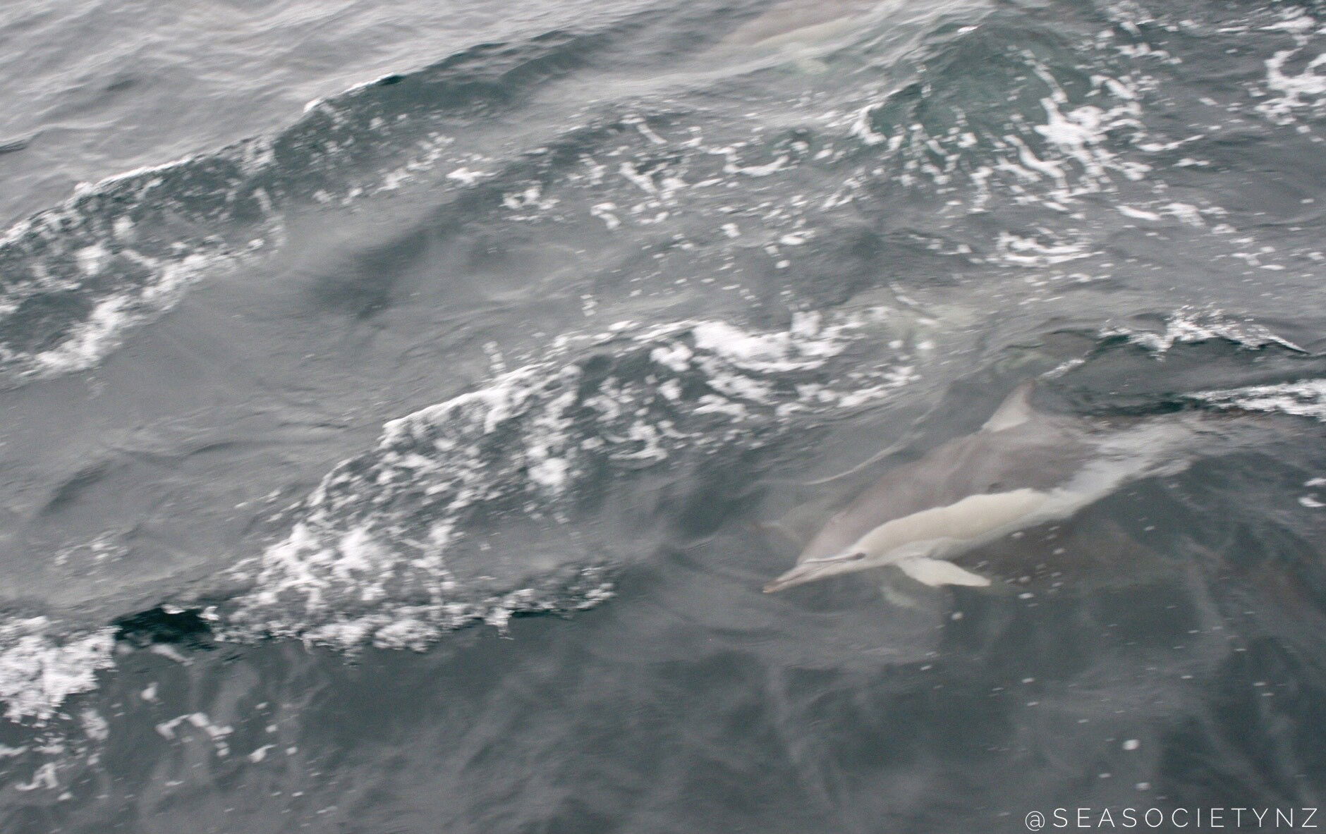 Short-beaked Common Dolphin