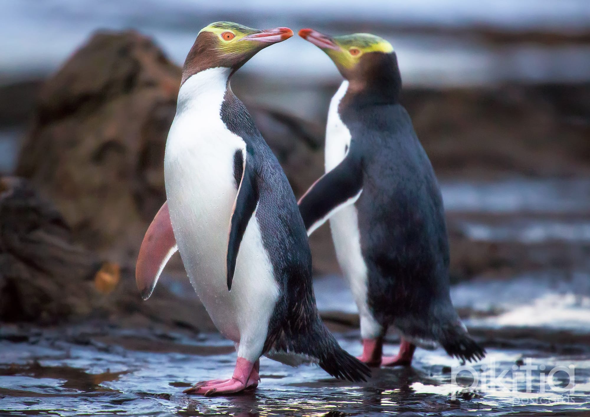 Hoiho / Yellow Eyed Penguin