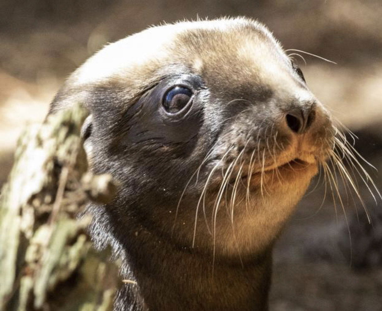 New Zealand Sea Lion Pup Births