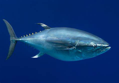 Disappearing Bluefin Tuna